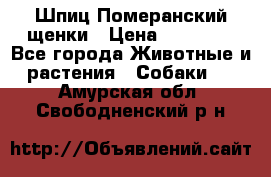 Шпиц Померанский щенки › Цена ­ 25 000 - Все города Животные и растения » Собаки   . Амурская обл.,Свободненский р-н